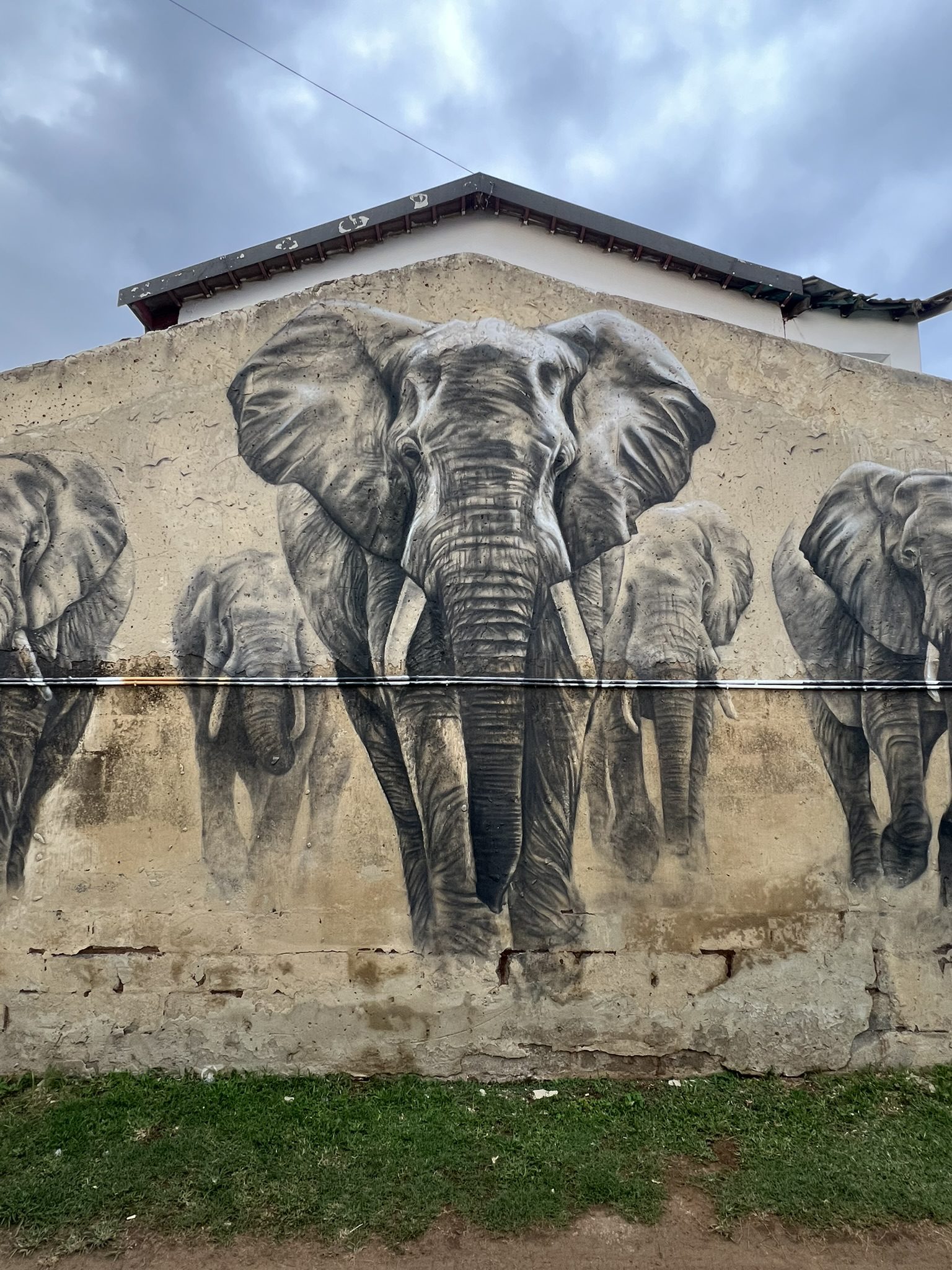 Large-scale elephant mural artwork by Nomad Gallery